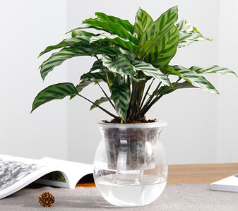 宁波江北花木租赁设计